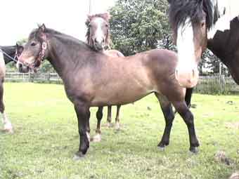 Group of Normal Older Horses.