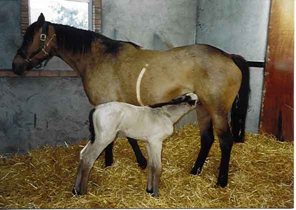 Mare nursing new born foal.